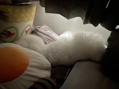 ビションフリーゼ おもち おもマッサージ IMG_4126-380x285 ビションフリーゼ おもち おもマッサージ IMG_4126-380x285