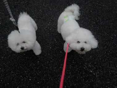 ビションフリーゼ おもち おもマッサージ IMG_4128-380x285 ビションフリーゼ おもち おもマッサージ IMG_4128-380x285