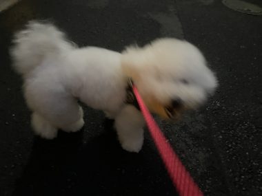 ビションフリーゼ おもち おもマッサージ IMG_4129-380x285 ビションフリーゼ おもち おもマッサージ IMG_4129-380x285