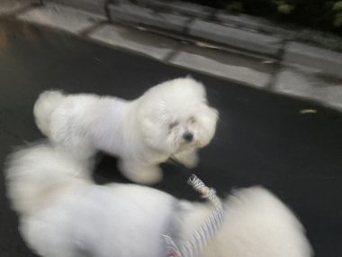 ビションフリーゼ おもち おもマッサージ IMG_4131-380x285 ビションフリーゼ おもち おもマッサージ IMG_4131-380x285