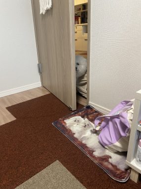 ビションフリーゼ おもち おもマッサージ IMG_4138-285x380 ビションフリーゼ おもち おもマッサージ IMG_4138-285x380
