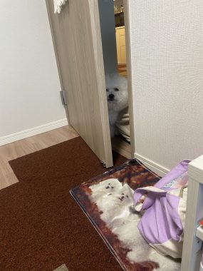 ビションフリーゼ おもち おもマッサージ IMG_4139-285x380 ビションフリーゼ おもち おもマッサージ IMG_4139-285x380