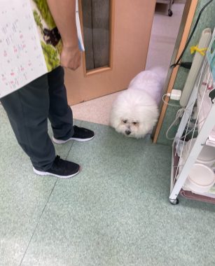ビションフリーゼ おもち おもマッサージ IMG_4140-307x380 ビションフリーゼ おもち おもマッサージ IMG_4140-307x380