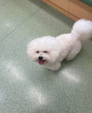ビションフリーゼ おもち おもマッサージ IMG_4142-309x380 ビションフリーゼ おもち おもマッサージ IMG_4142-309x380