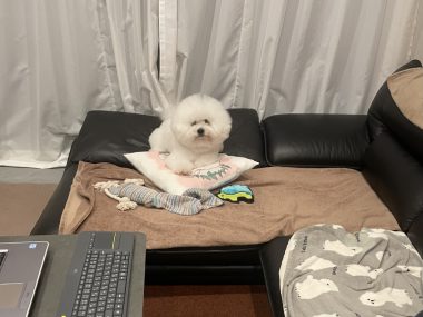ビションフリーゼ おもち おもマッサージ IMG_4146-380x285 ビションフリーゼ おもち おもマッサージ IMG_4146-380x285