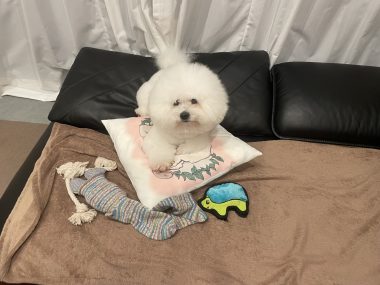 ビションフリーゼ おもち おもマッサージ IMG_4147-380x285 ビションフリーゼ おもち おもマッサージ IMG_4147-380x285