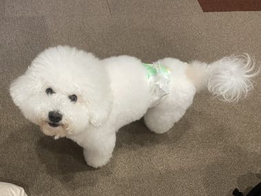 ビションフリーゼ おもち おもマッサージ IMG_4149-380x285 ビションフリーゼ おもち おもマッサージ IMG_4149-380x285