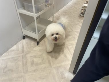 ビションフリーゼ　おもち  ぼのぼのカットのおも(   ˙ᵕ˙   ) IMG_4153-380x285