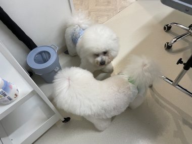 ビションフリーゼ　おもち  ぼのぼのカットのおも(   ˙ᵕ˙   ) IMG_4155-380x285