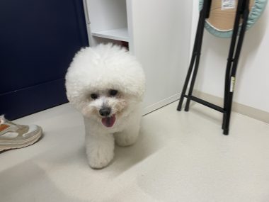 ビションフリーゼ　おもち  ぼのぼのカットのおも(   ˙ᵕ˙   ) IMG_4157-380x285