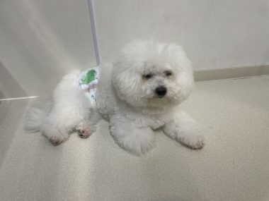 ビションフリーゼ　おもち  ぼのぼのカットのおも(   ˙ᵕ˙   ) IMG_4158-380x285