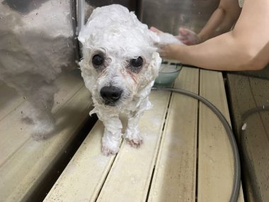 ビションフリーゼ　おもち  ぼのぼのカットのおも(   ˙ᵕ˙   ) IMG_4164-380x285