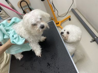 ビションフリーゼ　おもち  ぼのぼのカットのおも(   ˙ᵕ˙   ) IMG_4165-380x285