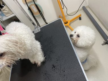 ビションフリーゼ　おもち  ぼのぼのカットのおも(   ˙ᵕ˙   ) IMG_4166-380x285