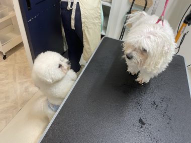 ビションフリーゼ　おもち  ぼのぼのカットのおも(   ˙ᵕ˙   ) IMG_4167-380x285