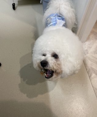 ビションフリーゼ　おもち  ぼのぼのカットのおも(   ˙ᵕ˙   ) IMG_4169-317x380