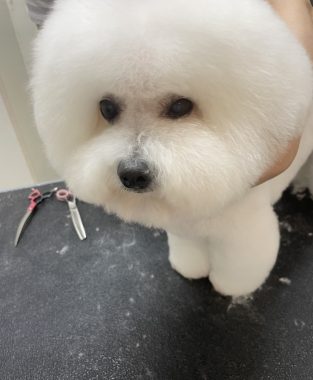 ビションフリーゼ　おもち  ぼのぼのカットのおも(   ˙ᵕ˙   ) IMG_4170-313x380