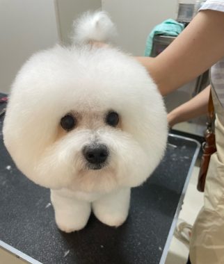 ビションフリーゼ　おもち  ぼのぼのカットのおも(   ˙ᵕ˙   ) IMG_4171-322x380
