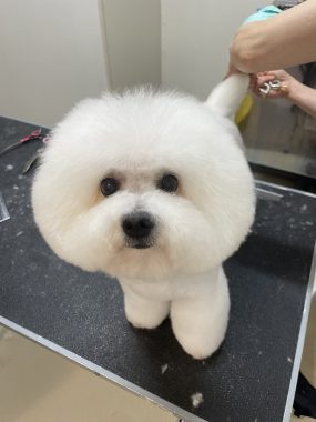ビションフリーゼ　おもち  ぼのぼのカットのおも(   ˙ᵕ˙   ) IMG_4173-285x380