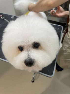 ビションフリーゼ　おもち  ぼのぼのカットのおも(   ˙ᵕ˙   ) IMG_4174-285x380
