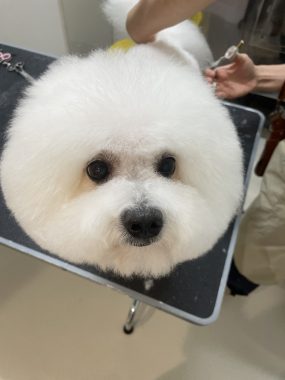 ビションフリーゼ　おもち  ぼのぼのカットのおも(   ˙ᵕ˙   ) IMG_4175-285x380