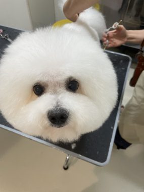 ビションフリーゼ　おもち  ぼのぼのカットのおも(   ˙ᵕ˙   ) IMG_4176-285x380