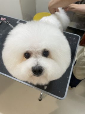 ビションフリーゼ　おもち  ぼのぼのカットのおも(   ˙ᵕ˙   ) IMG_4177-285x380