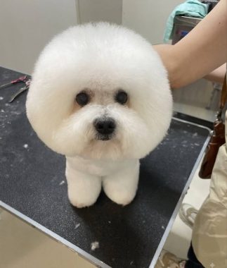 ビションフリーゼ　おもち  ぼのぼのカットのおも(   ˙ᵕ˙   ) IMG_4180_Original-323x380