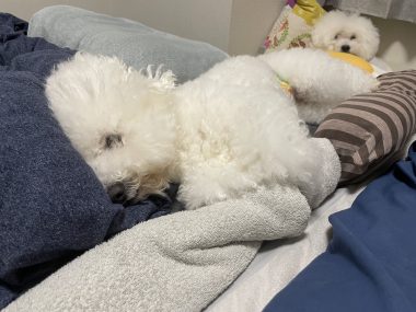 ビションフリーゼ　おもち  ぼのぼのカットのおも(   ˙ᵕ˙   ) IMG_4185-380x285