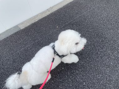 ビションフリーゼ　おもち  ふくらむちゃん絶好調かわいい♡ IMG_4186-380x285
