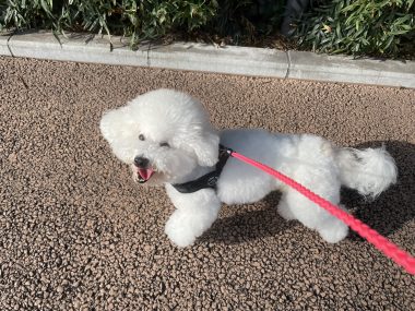 ビションフリーゼ　おもち  ふくらむちゃん絶好調かわいい♡ IMG_4187-380x285