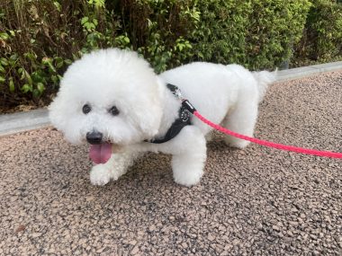 ビションフリーゼ　おもち  ふくらむちゃん絶好調かわいい♡ IMG_4188-380x285