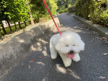 ビションフリーゼ　おもち  ふくらむちゃん絶好調かわいい♡ IMG_4189-380x285