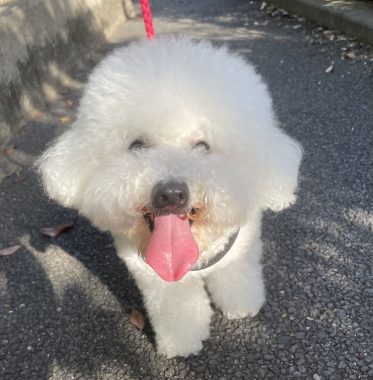 ビションフリーゼ　おもち  ふくらむちゃん絶好調かわいい♡ IMG_4190-373x380
