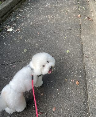 ビションフリーゼ　おもち  ふくらむちゃん絶好調かわいい♡ IMG_4193-313x380