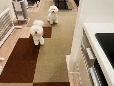 ビションフリーゼ　おもち  ふくらむちゃん絶好調かわいい♡ IMG_4194-380x285
