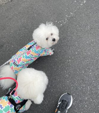 ビションフリーゼ　おもち  ふくらむちゃん絶好調かわいい♡ IMG_4197-334x380