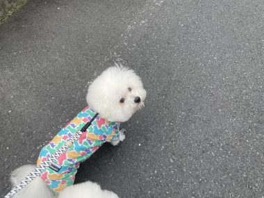 ビションフリーゼ　おもち  ふくらむちゃん絶好調かわいい♡ IMG_4198-380x285
