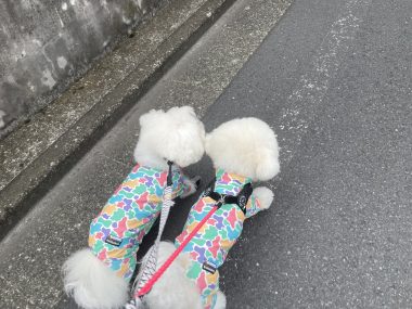 ビションフリーゼ　おもち  ふくらむちゃん絶好調かわいい♡ IMG_4199-380x285