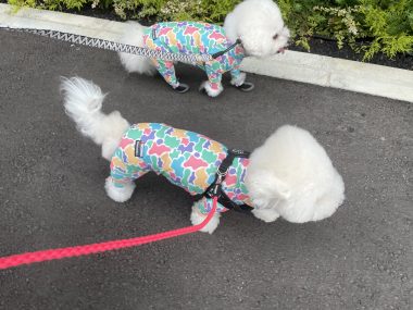 ビションフリーゼ　おもち  ふくらむちゃん絶好調かわいい♡ IMG_4200-380x285
