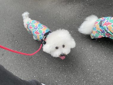 ビションフリーゼ　おもち  ふくらむちゃん絶好調かわいい♡ IMG_4201-380x285