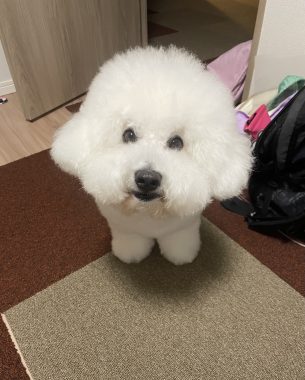 ビションフリーゼ　おもち  ふくらむちゃん絶好調かわいい♡ IMG_4203-305x380