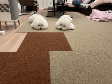 ビションフリーゼ　おもち  ふくらむちゃん絶好調かわいい♡ IMG_4205-380x285