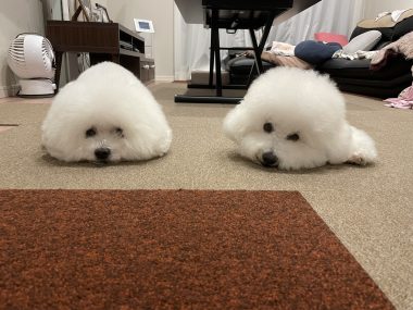 ビションフリーゼ　おもち  ふくらむちゃん絶好調かわいい♡ IMG_4206-380x285