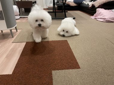 ビションフリーゼ　おもち  ふくらむちゃん絶好調かわいい♡ IMG_4209-380x285