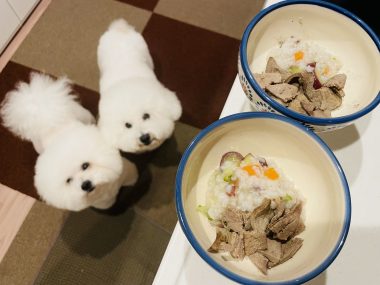 ビションフリーゼ おもち おもふく飯途中までの色々 IMG_4211-380x285 ビションフリーゼ おもち おもふく飯途中までの色々 IMG_4211-380x285