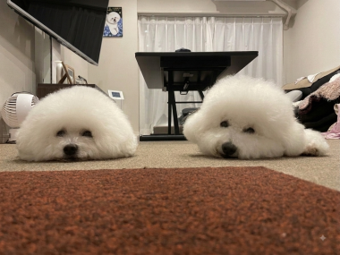 ビションフリーゼ　おもち  ふくらむちゃん絶好調かわいい♡ IMG_4215-380x285