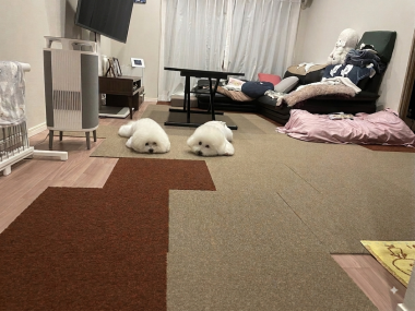 ビションフリーゼ　おもち  ふくらむちゃん絶好調かわいい♡ IMG_4216-380x285