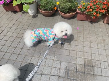 ビションフリーゼ おもち おもちふくらむさんぽとか彡 IMG_4230-380x285 ビションフリーゼ おもち おもちふくらむさんぽとか彡 IMG_4230-380x285