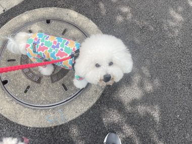 ビションフリーゼ おもち おもちふくらむさんぽとか彡 IMG_4232-380x285 ビションフリーゼ おもち おもちふくらむさんぽとか彡 IMG_4232-380x285